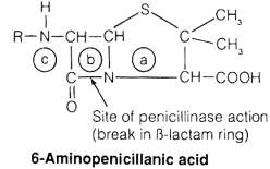 showing site of penicillin action in a bacteria 